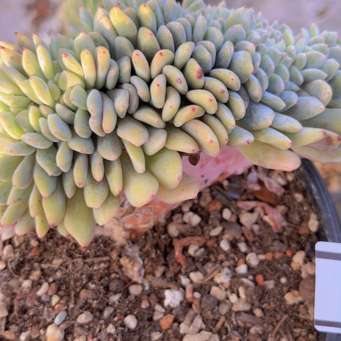 橙梦露缀微瑕3091多肉植物