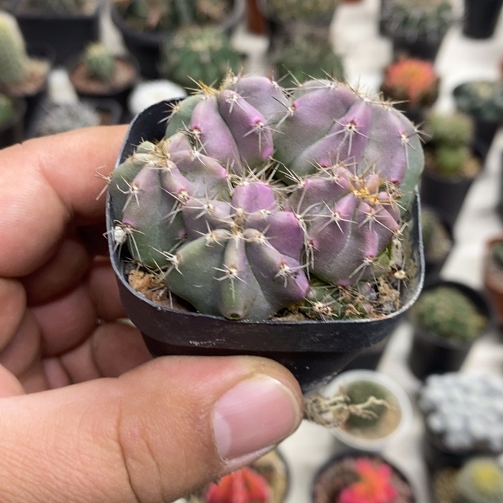 实生微刺虾群特价福利2