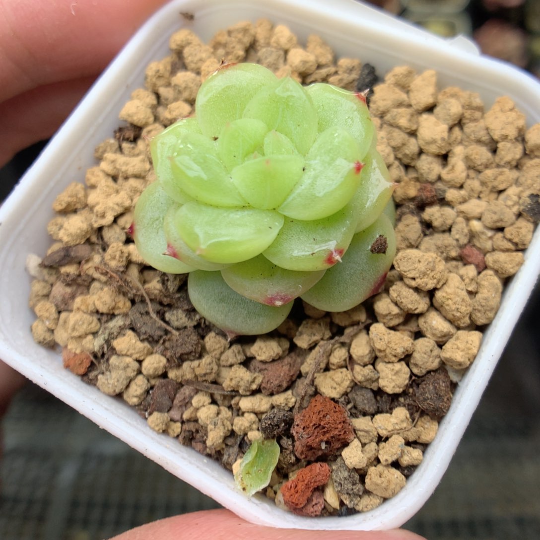 A62y y y y y y y y y y