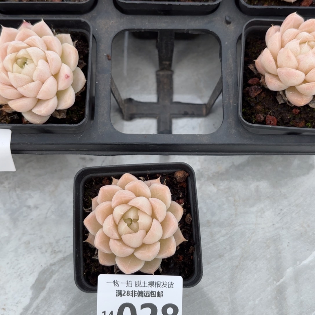 麦秆多肉多肉多肉