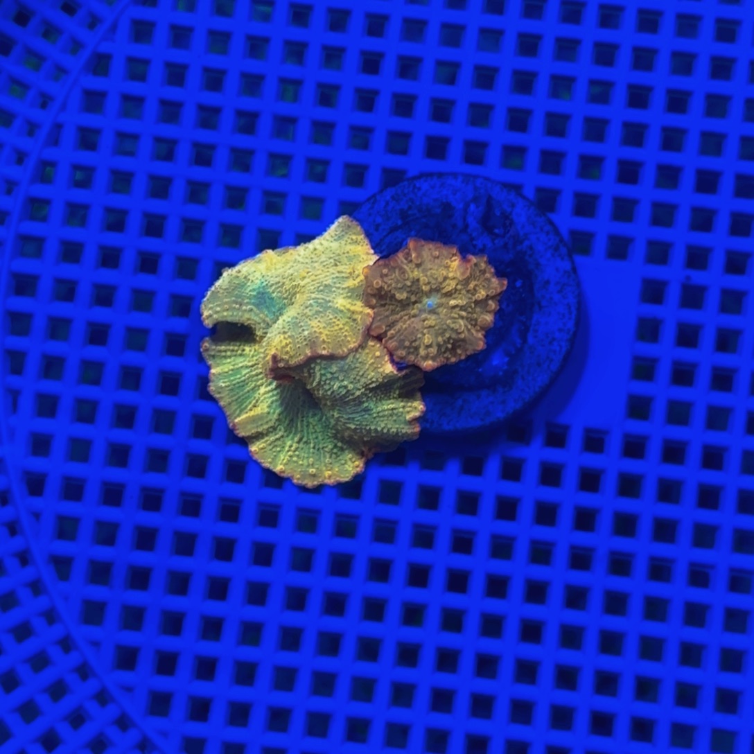 派***队纽扣珊瑚菇类一颗