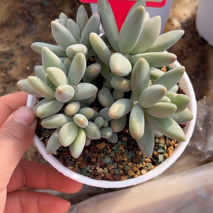 白兰地一物一拍230