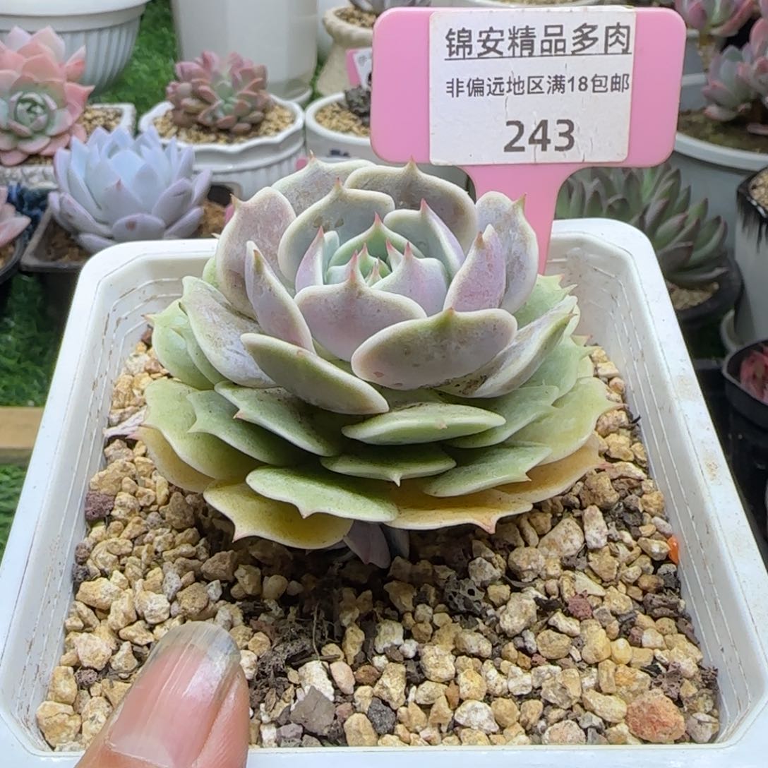 锦安精品多肉植物243
