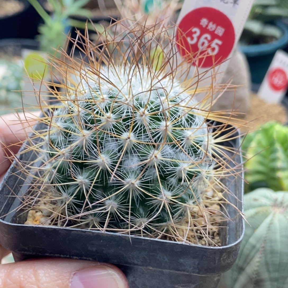 实生狂刺海泉一颗仙人球