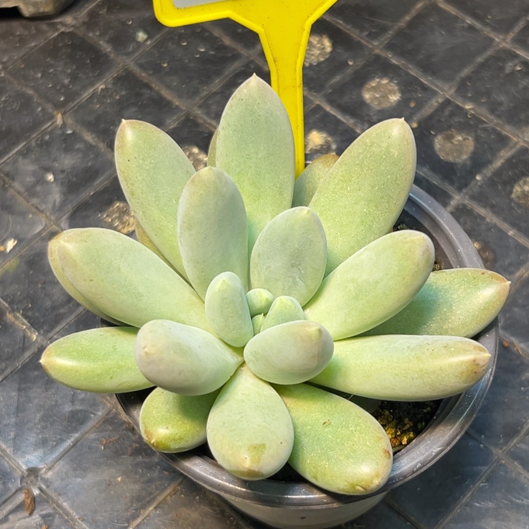 多肉植物彩胖体哥特936