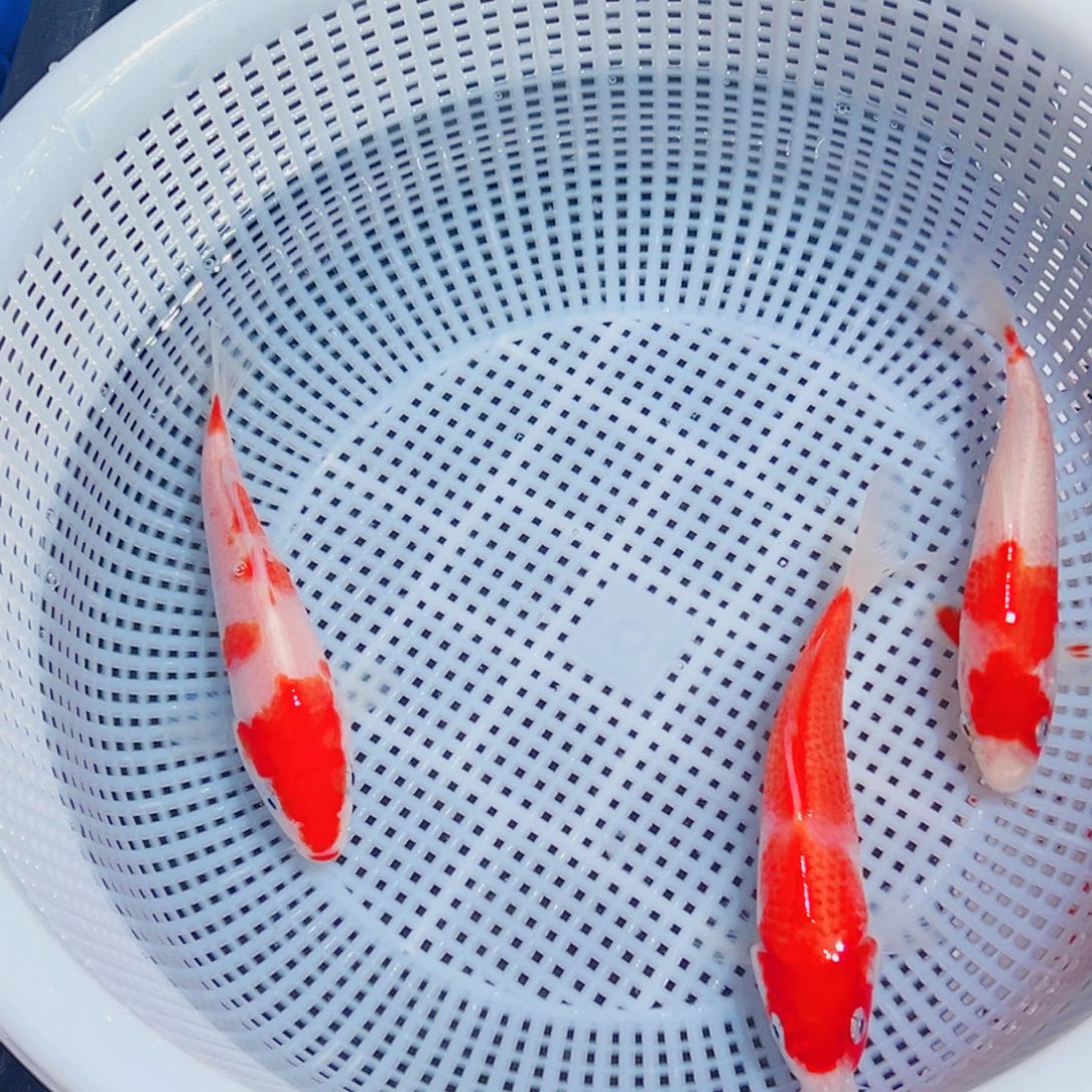 锦鲤锦鲤观赏鱼1111