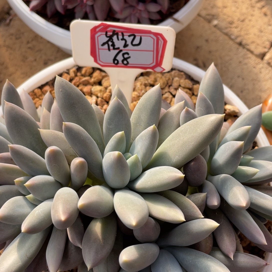 崔***号姐姐我是第多肉虾，崔记68