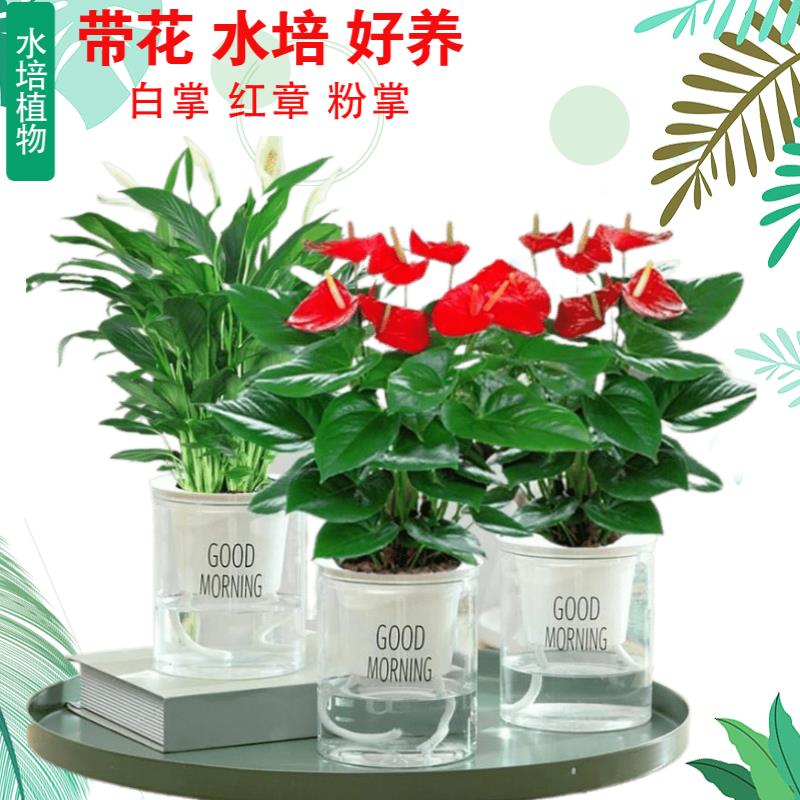 水培植物红掌盆栽白掌盆粉掌水养绿植花卉四季开花好养鸿运当头