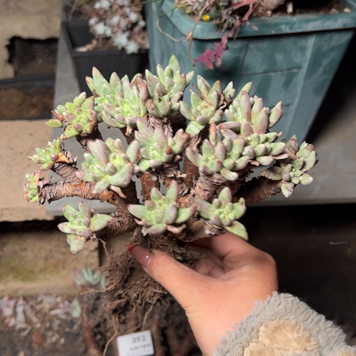 396绿菊哈哈哈哈哈哈哈哈