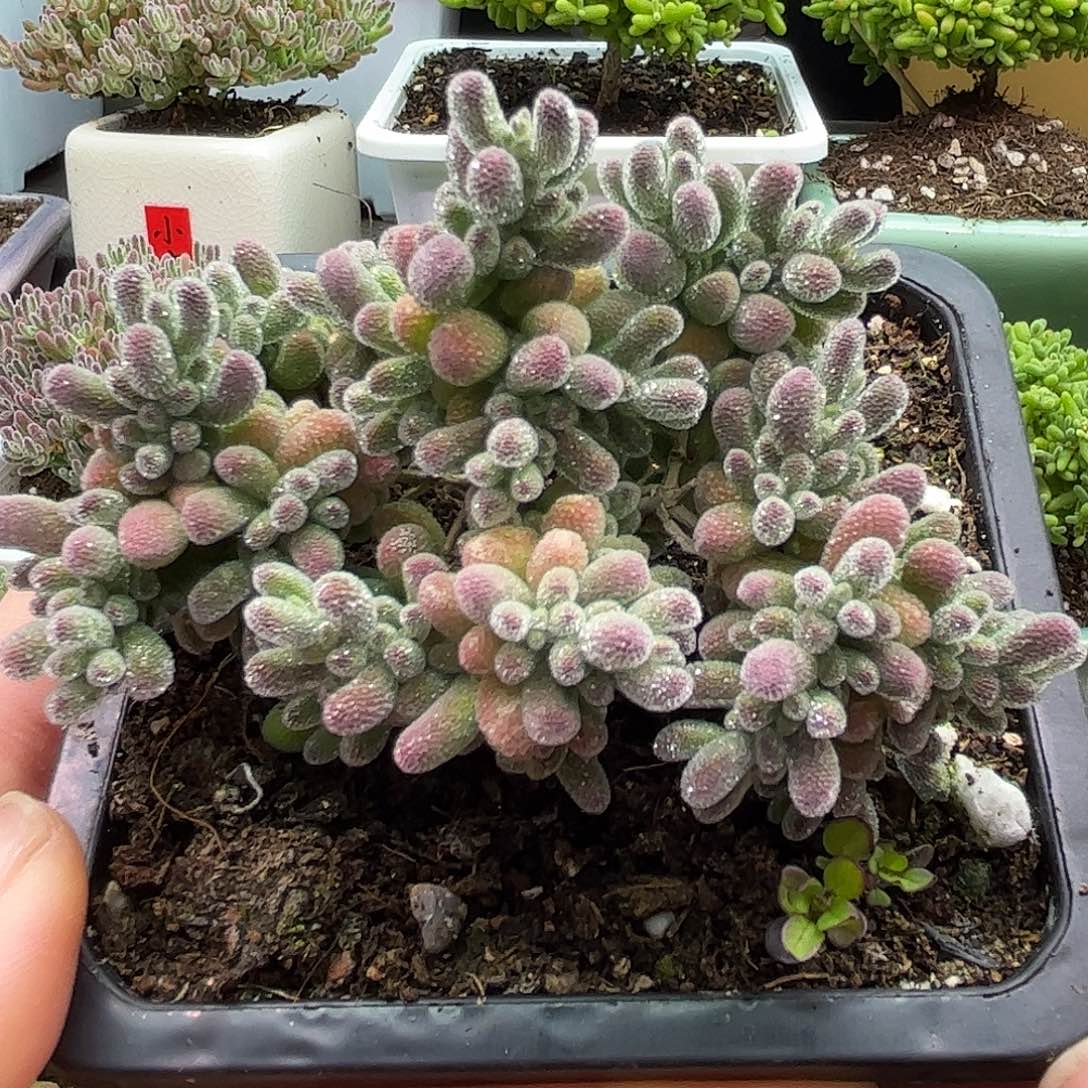 009五彩冰晶优选枝干