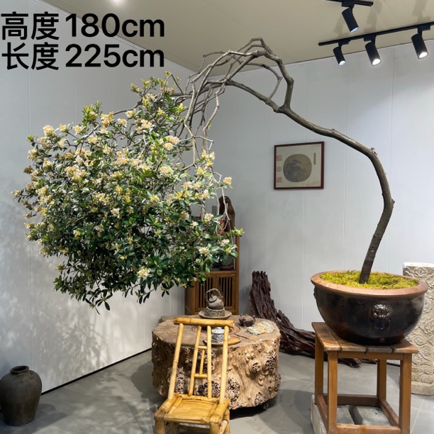 严天盆景｜海岛精品老桩春花盆景