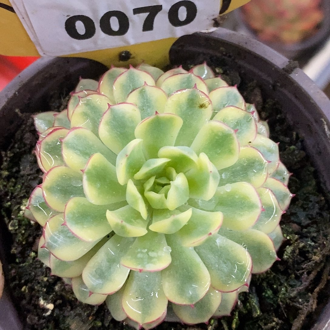 070梦幻哈哈哈哈哈