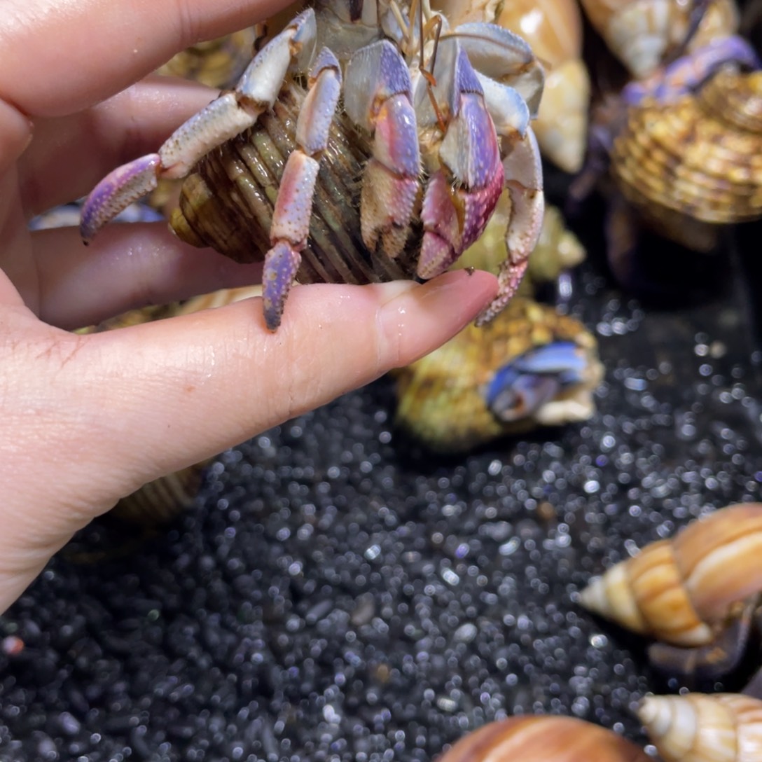 寄居蟹寄居蟹寄居蟹