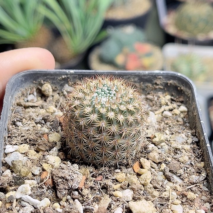 桃鬼丸实生球一颗2.4公分