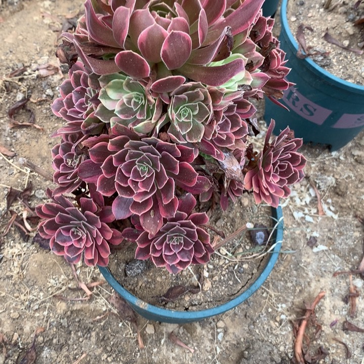 176金丝雀多肉特价不售后