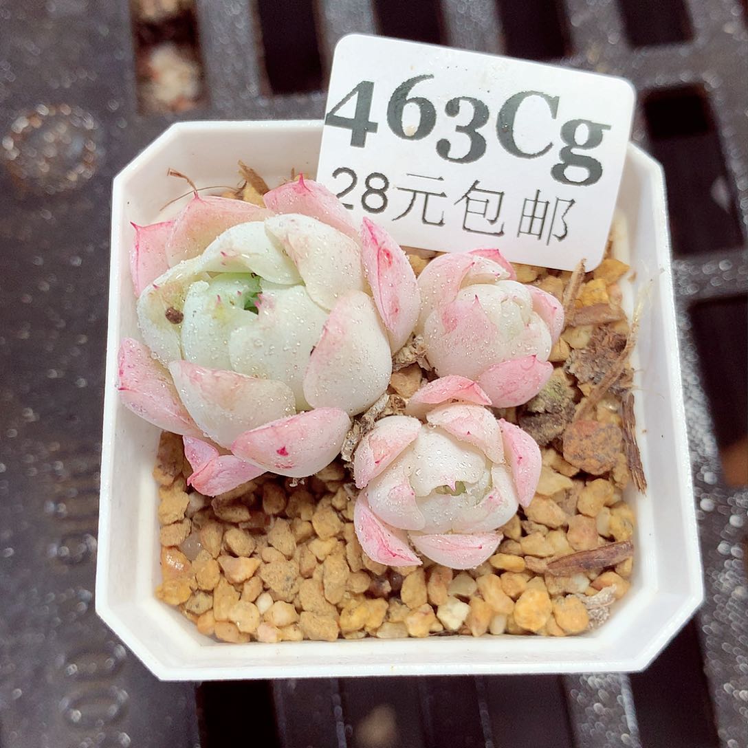 5厘米盆精控多肉463