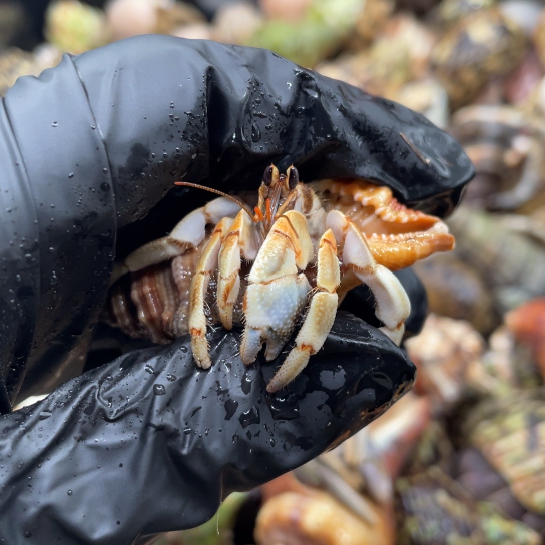 不退不换谢谢支持2