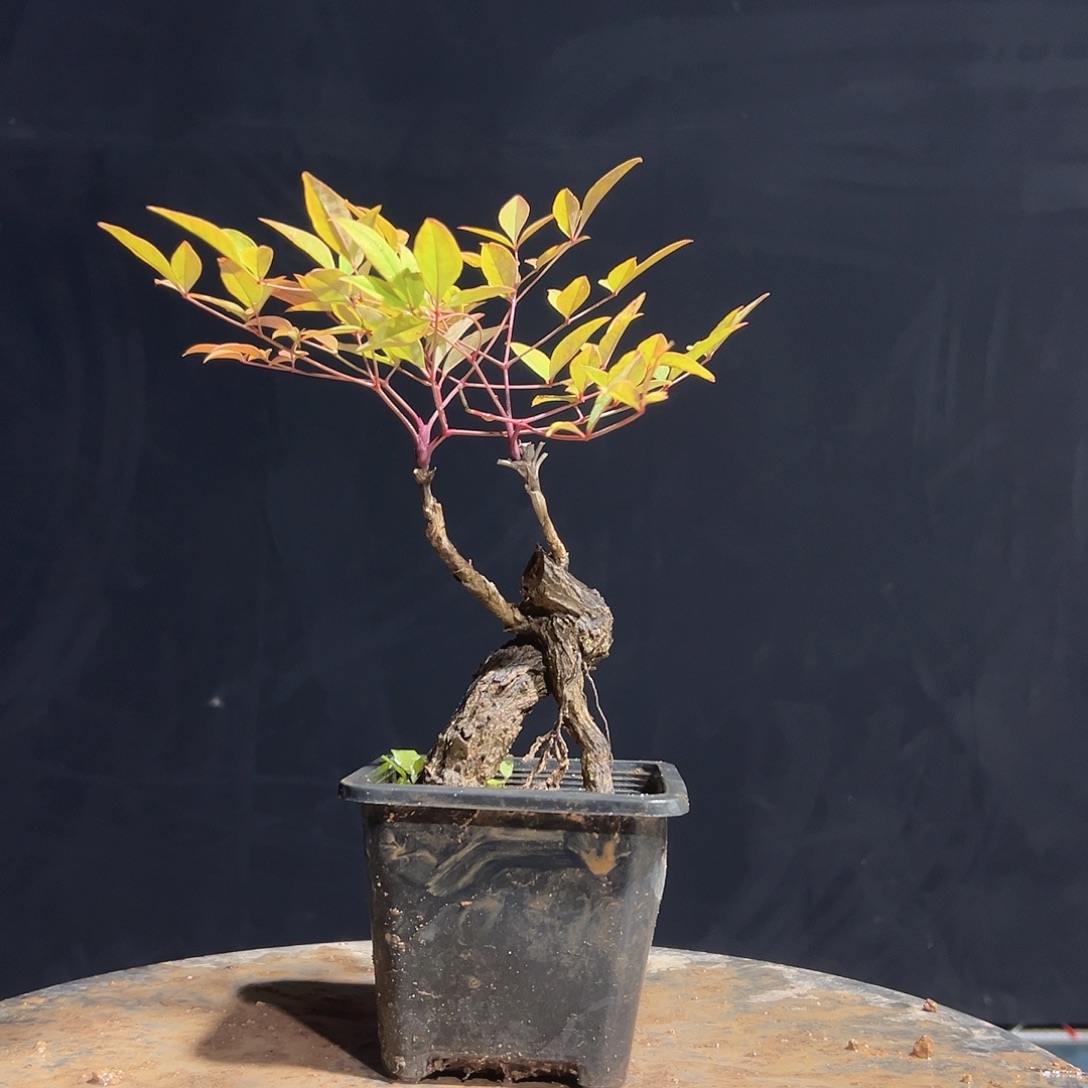 不开花植物B111111111