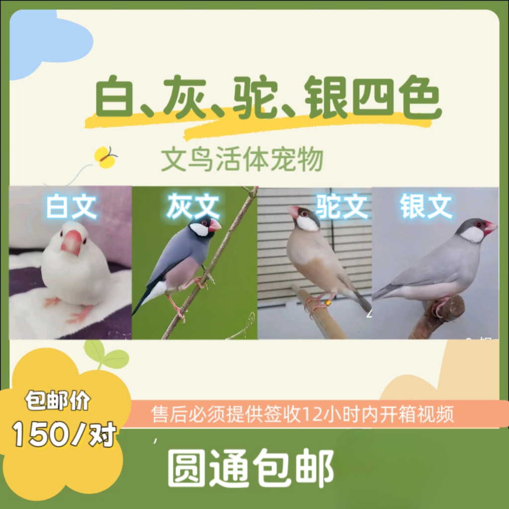 文鸟宠物鸟灰文白文坨文银文四色可选活体观赏鸟圆通包邮