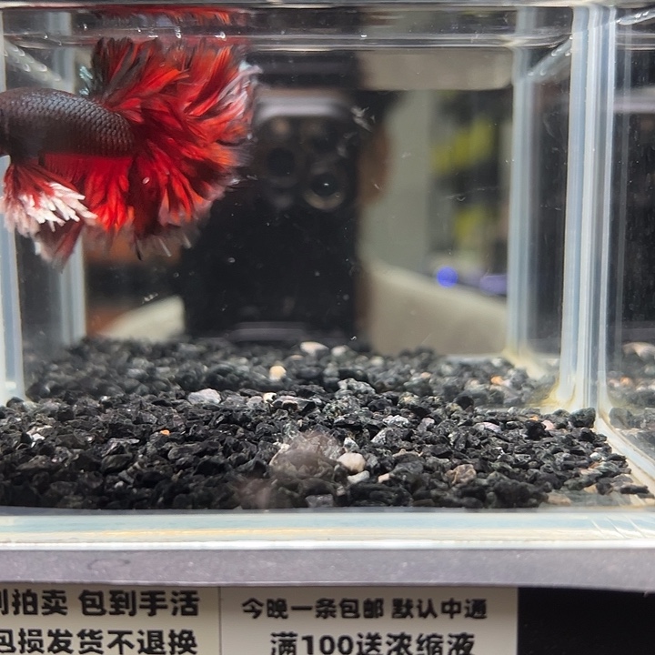斗鱼竞拍跑单拉黑13日20