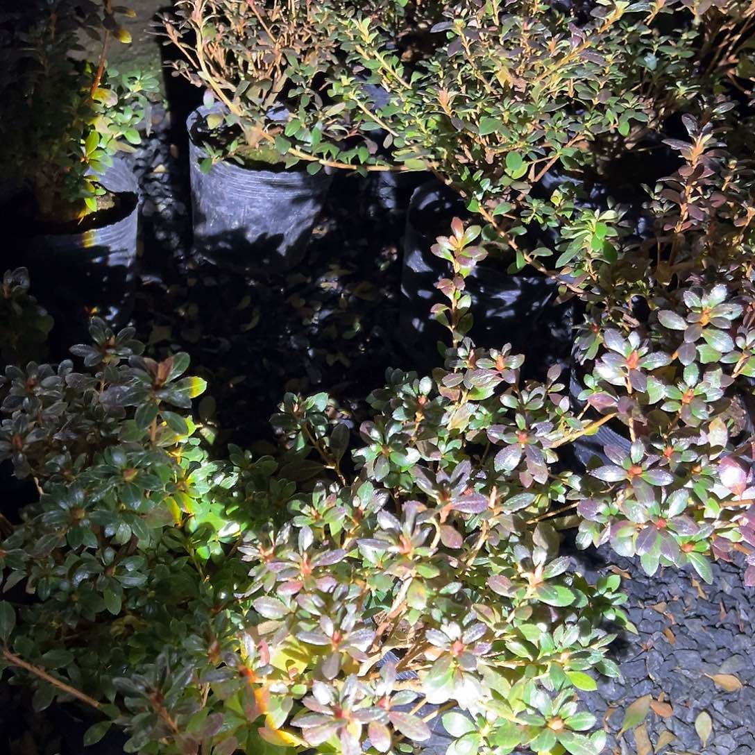 无花朵盆景皋月杜鹃天星之舞