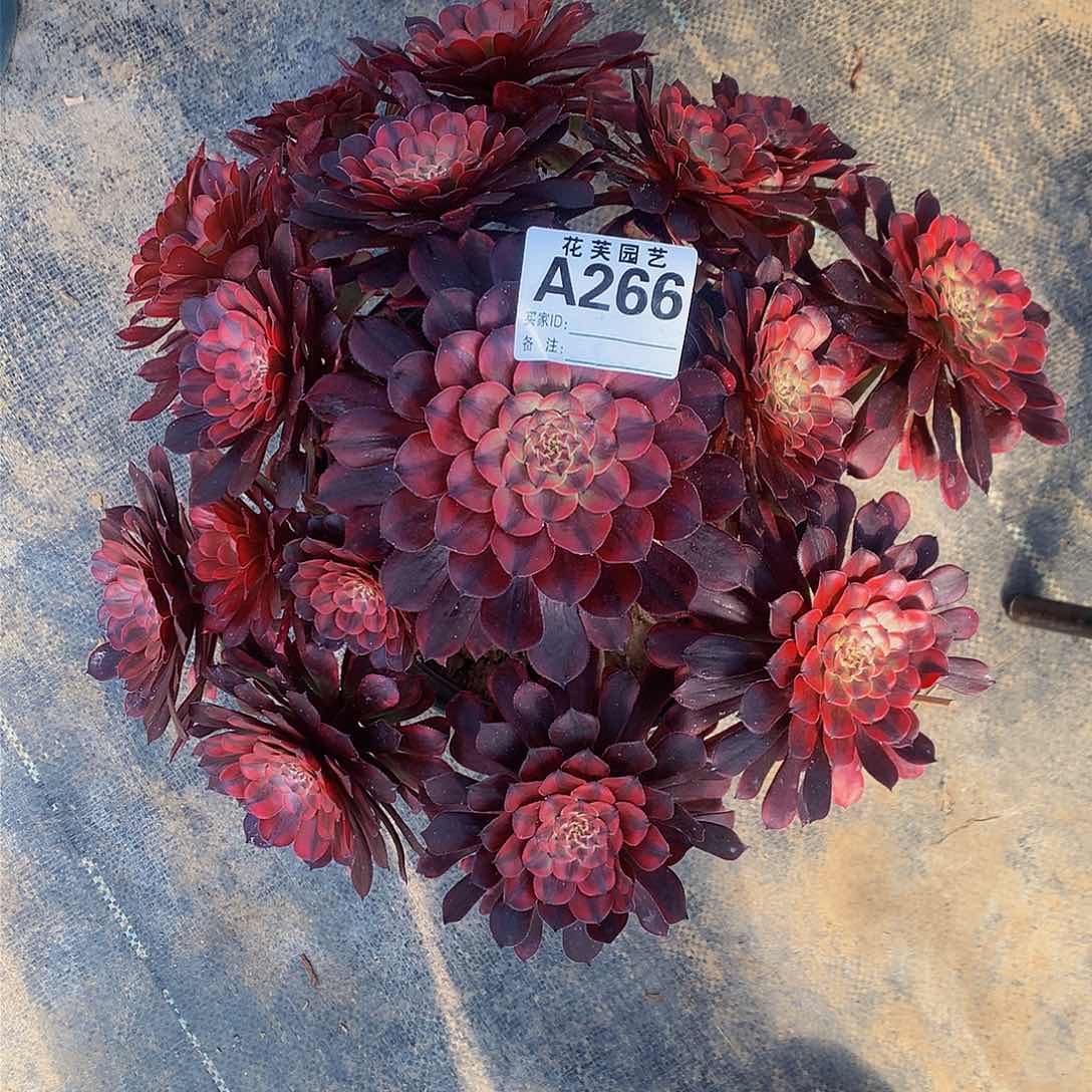 266多肉法师铜壶