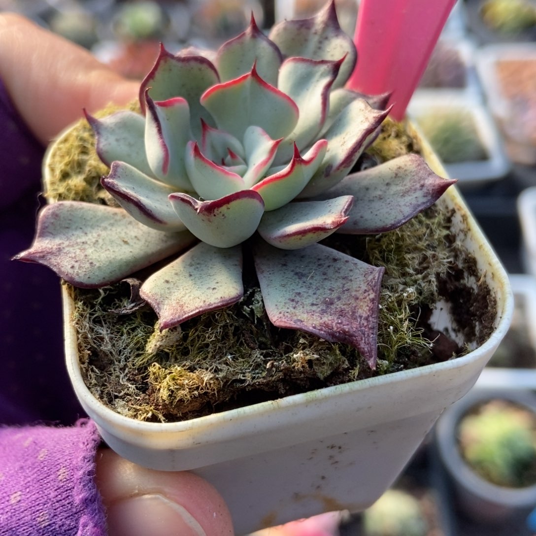 79剑斯诺娃多肉植物