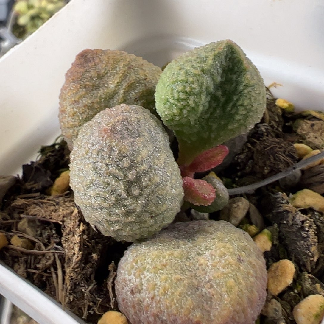 水蜜桃水泡多肉植物水泡