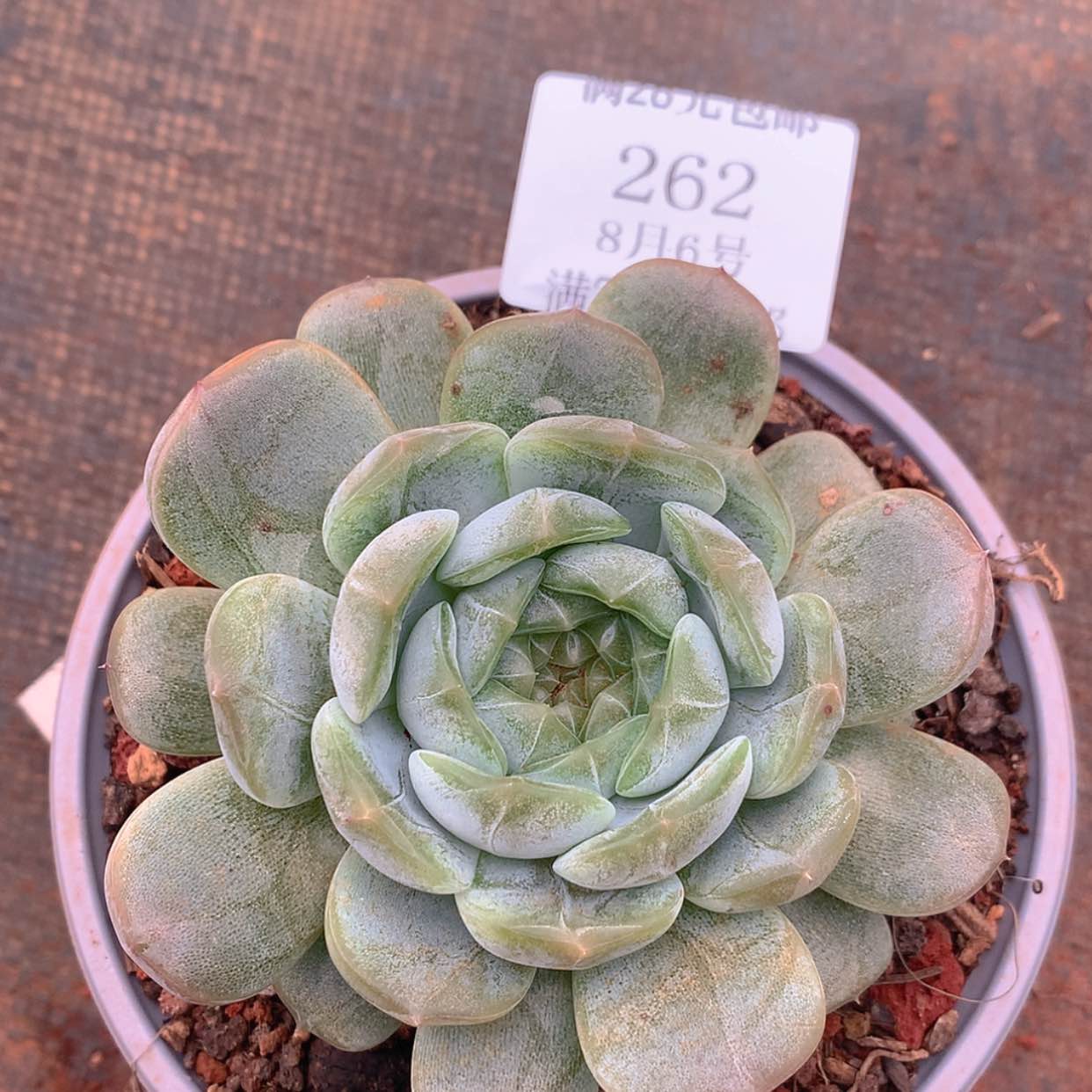 【闪购商品】云262号