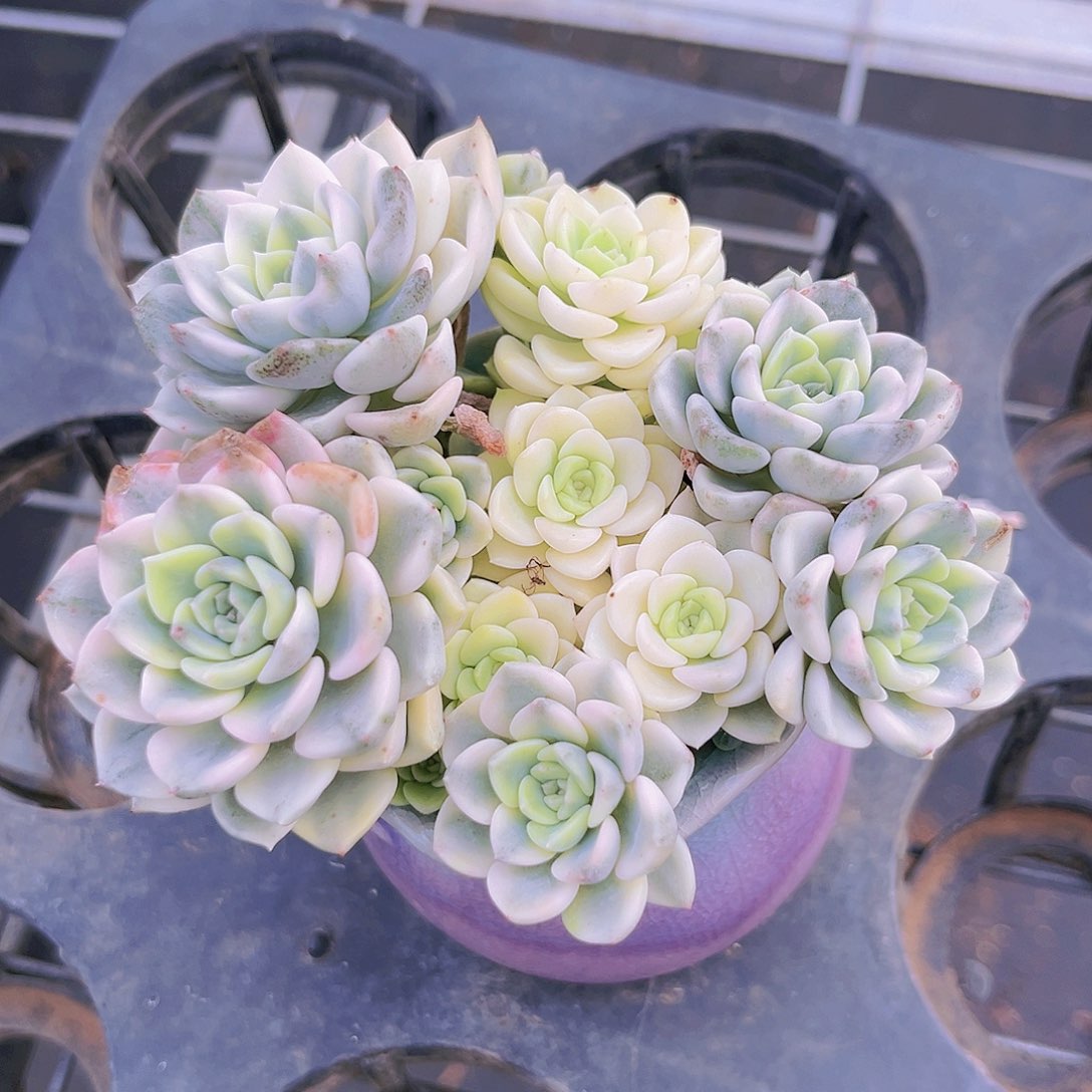 汀克贝尔锦7888898988999889