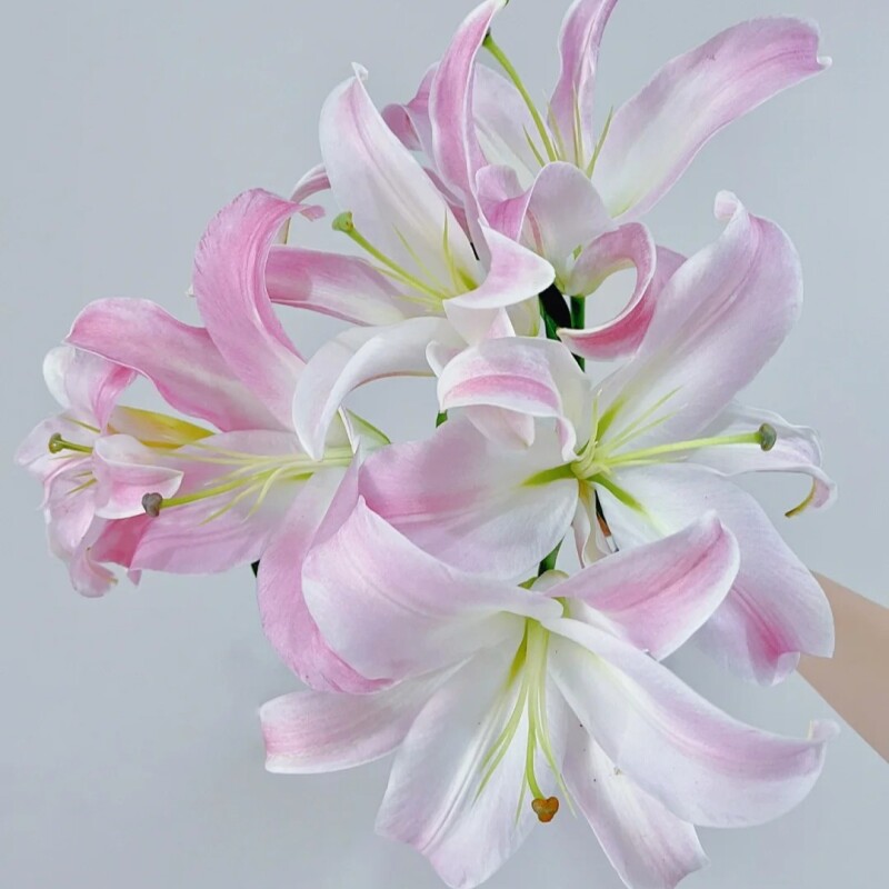 【星光百合】精选星光百合家居摆放插花云南鲜花优质鲜切花