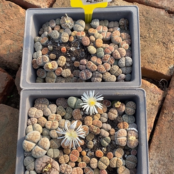 我***鱼生石花等植物的生长214