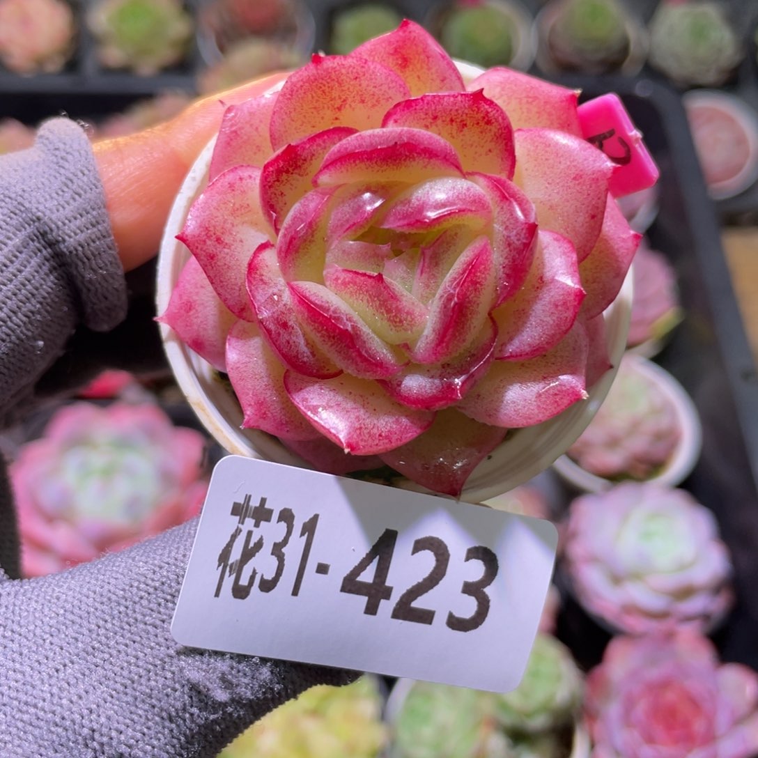 花利美31-423新品