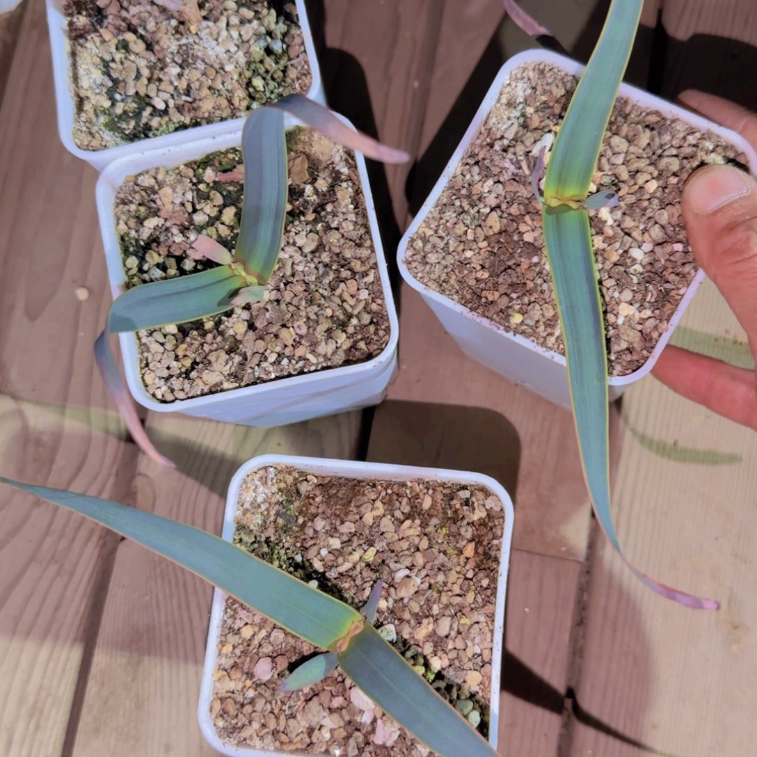 块根植物块根植物