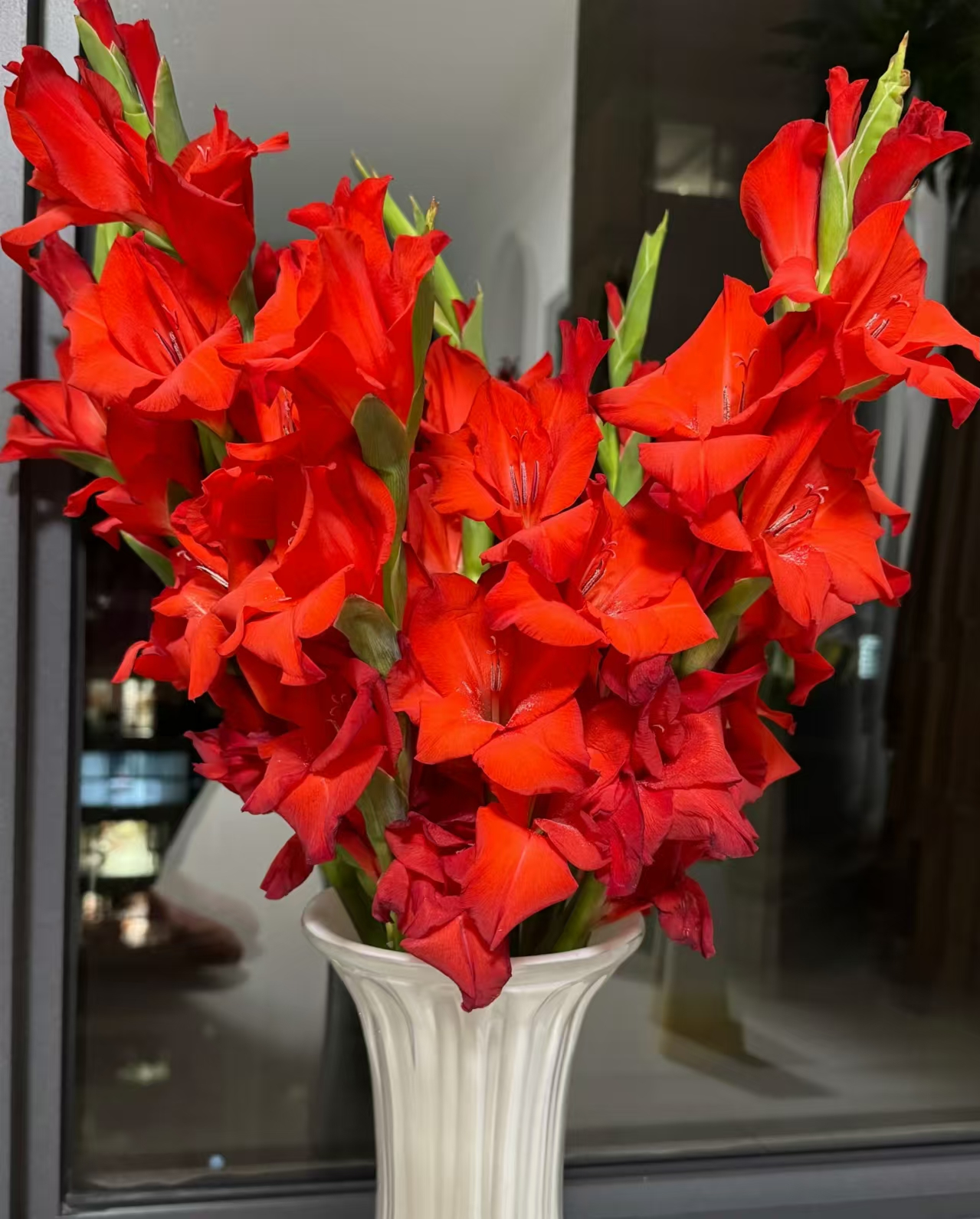 红色剑兰    云南基地直发【全场任意两单发顺丰一单发普通快递】