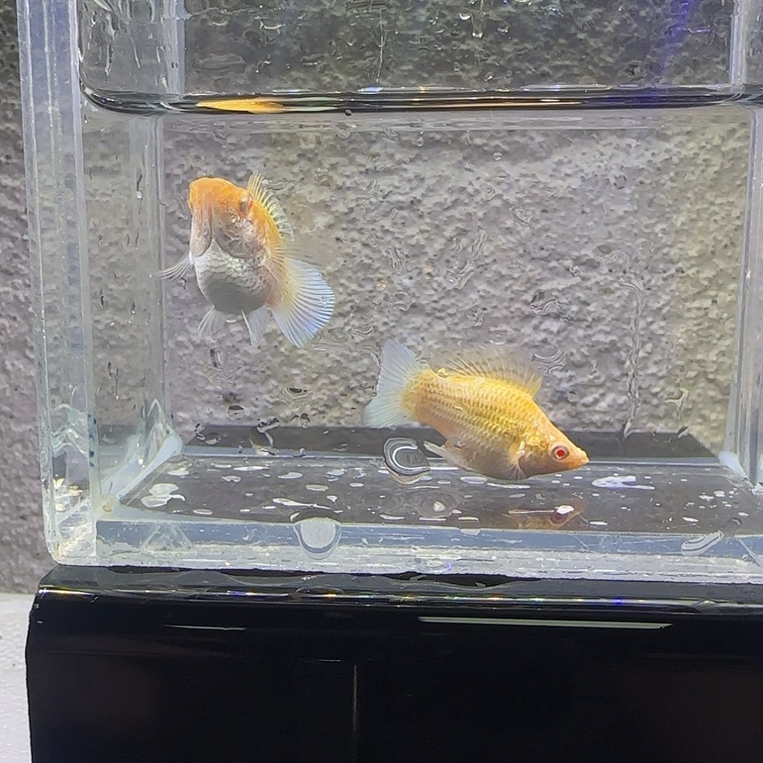 孔雀鱼黄金圆尾。11号