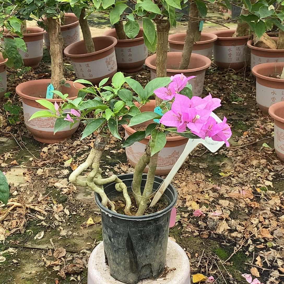 大部分开放少量花苞塞佛里470