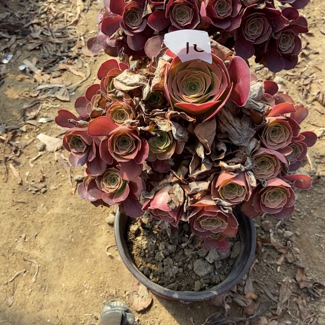 开***姐12号链接两颗美金玫瑰法师