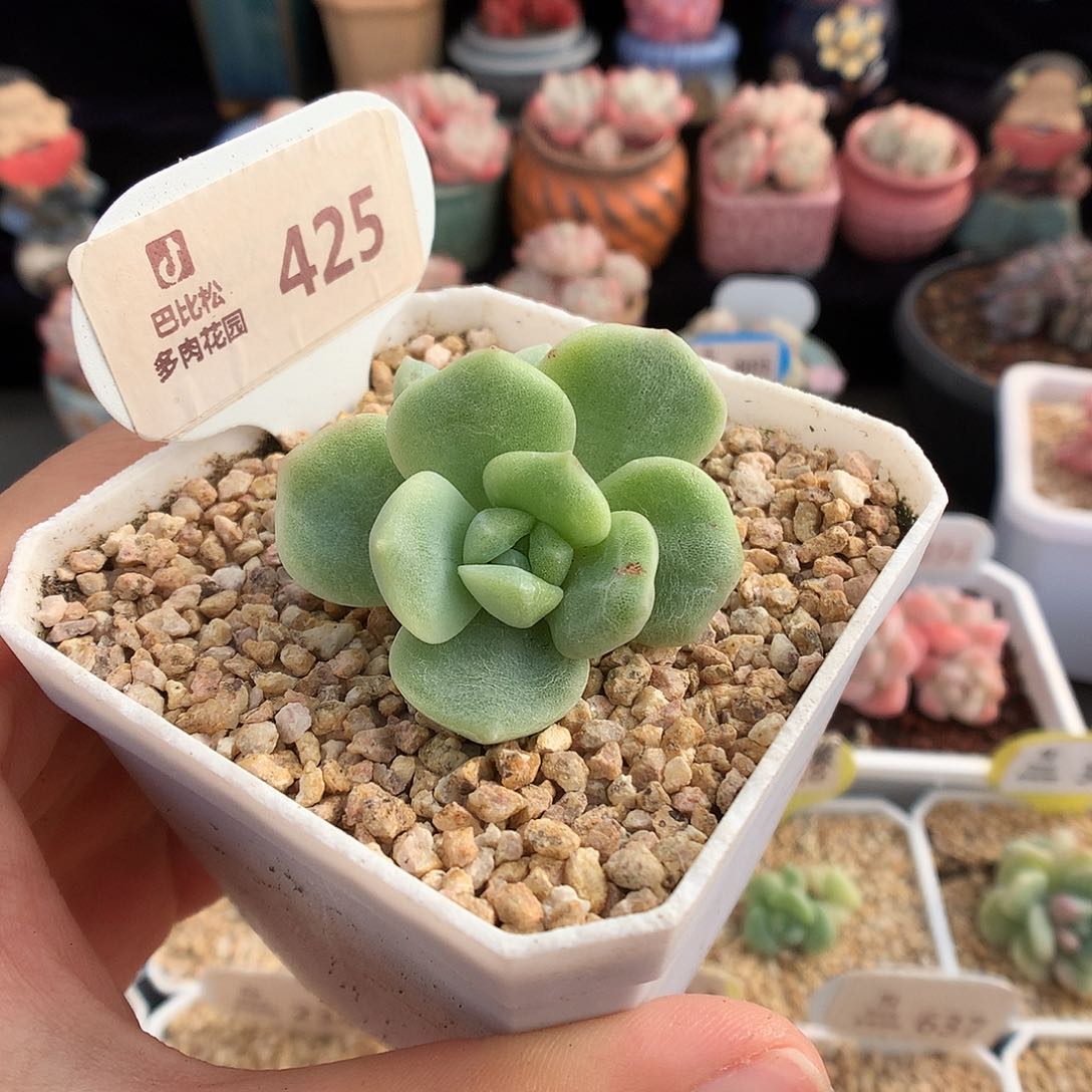 425双头冰玉石化多肉植物