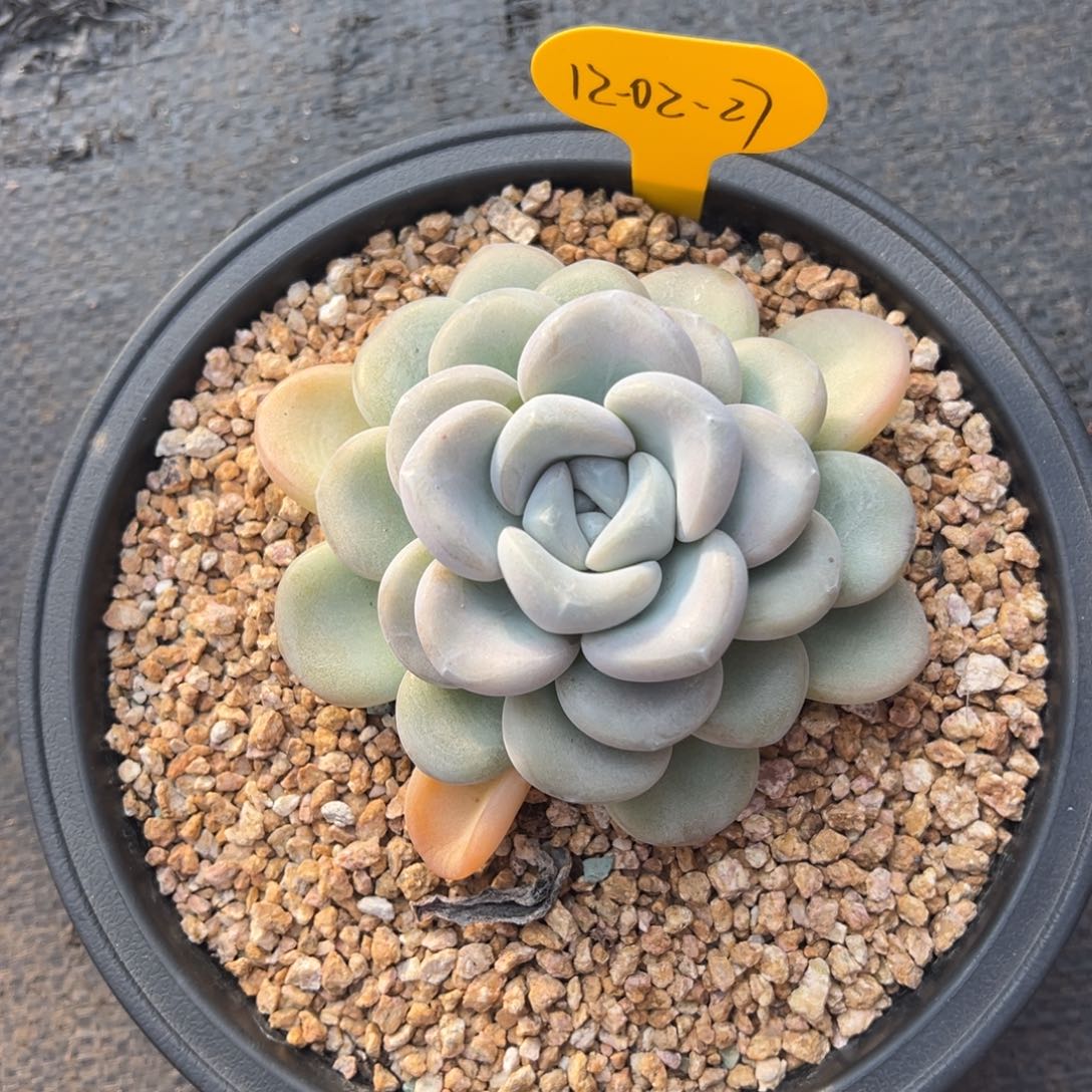 12-02-27玉麒麟多肉植物