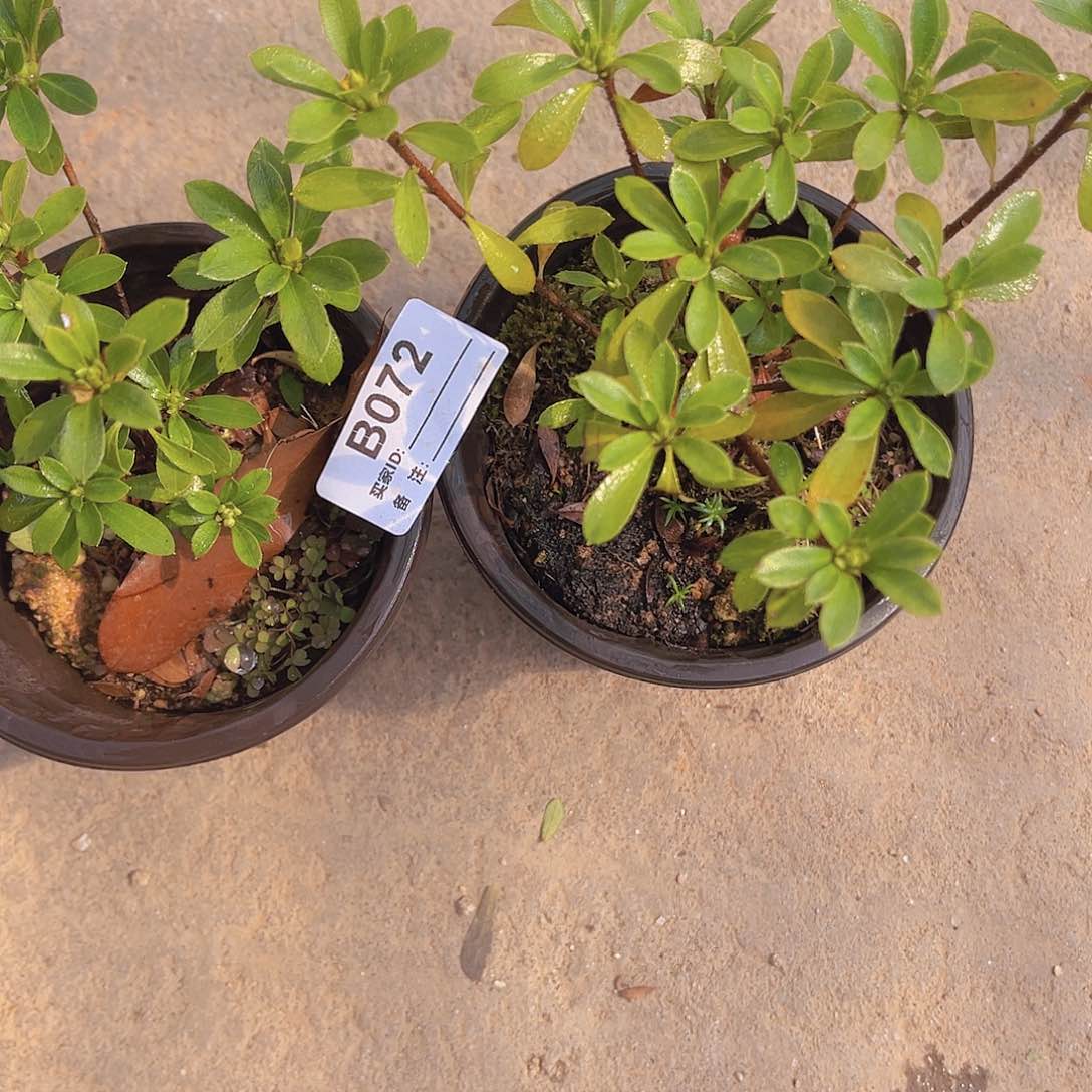 红陶直播时间一直一直