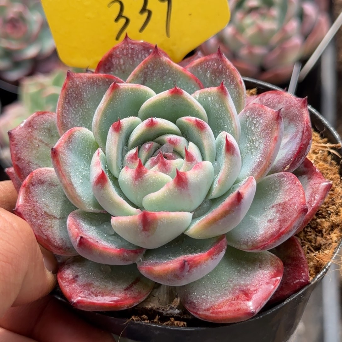 厚叶拉丝惊鸿一物一拍包装收缩花旱339