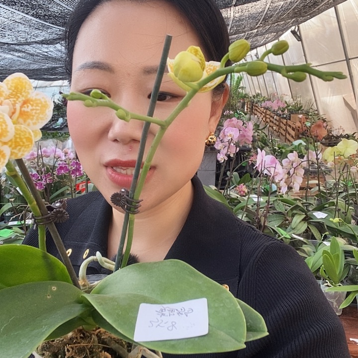 无花朵黄金豹蝴蝶兰