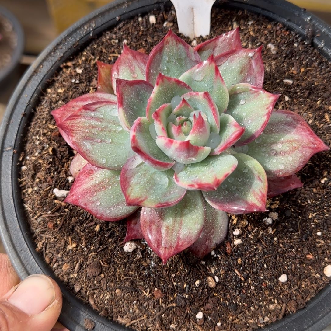 惊鸿一物一拍包装收缩花旱獭717