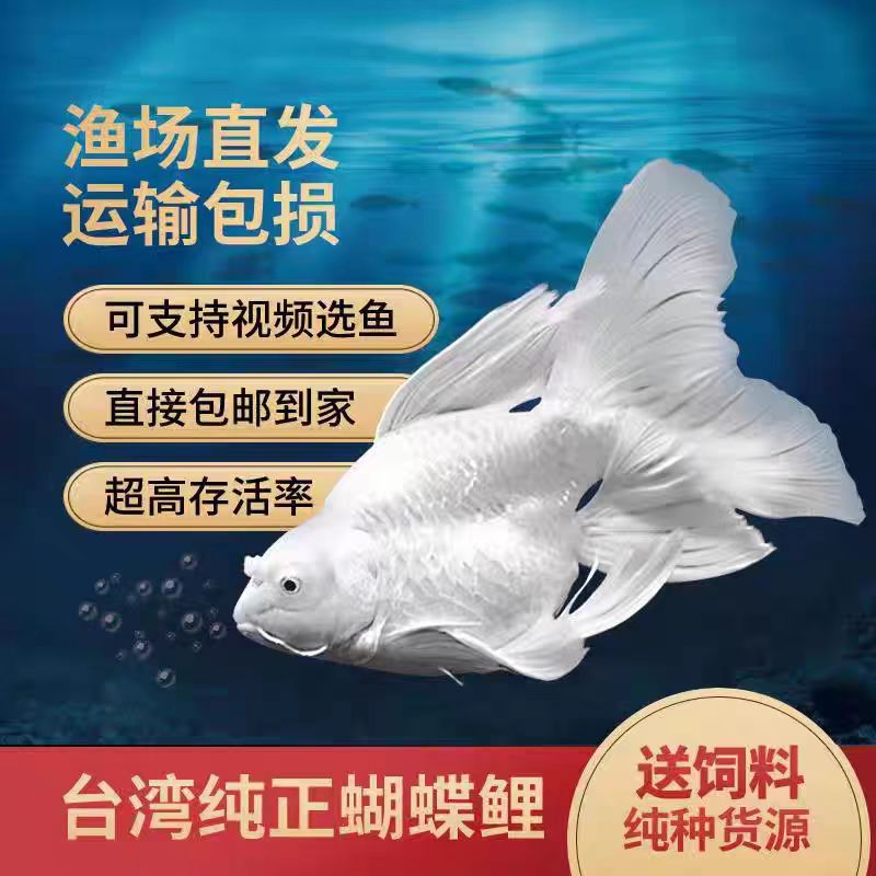 16-20精品赛级蝴蝶鲤观赏鱼新手好养易养