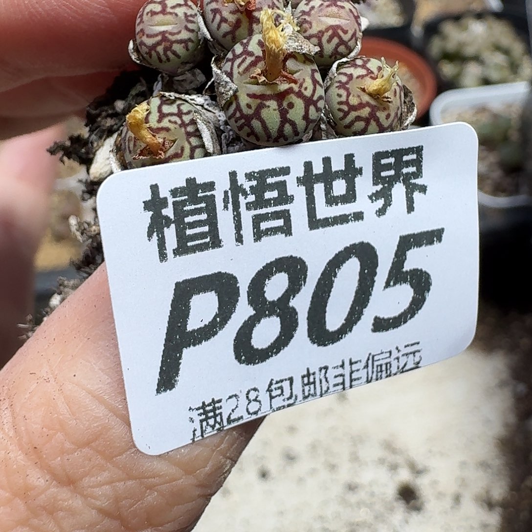 多肉植物的润泽和fhh