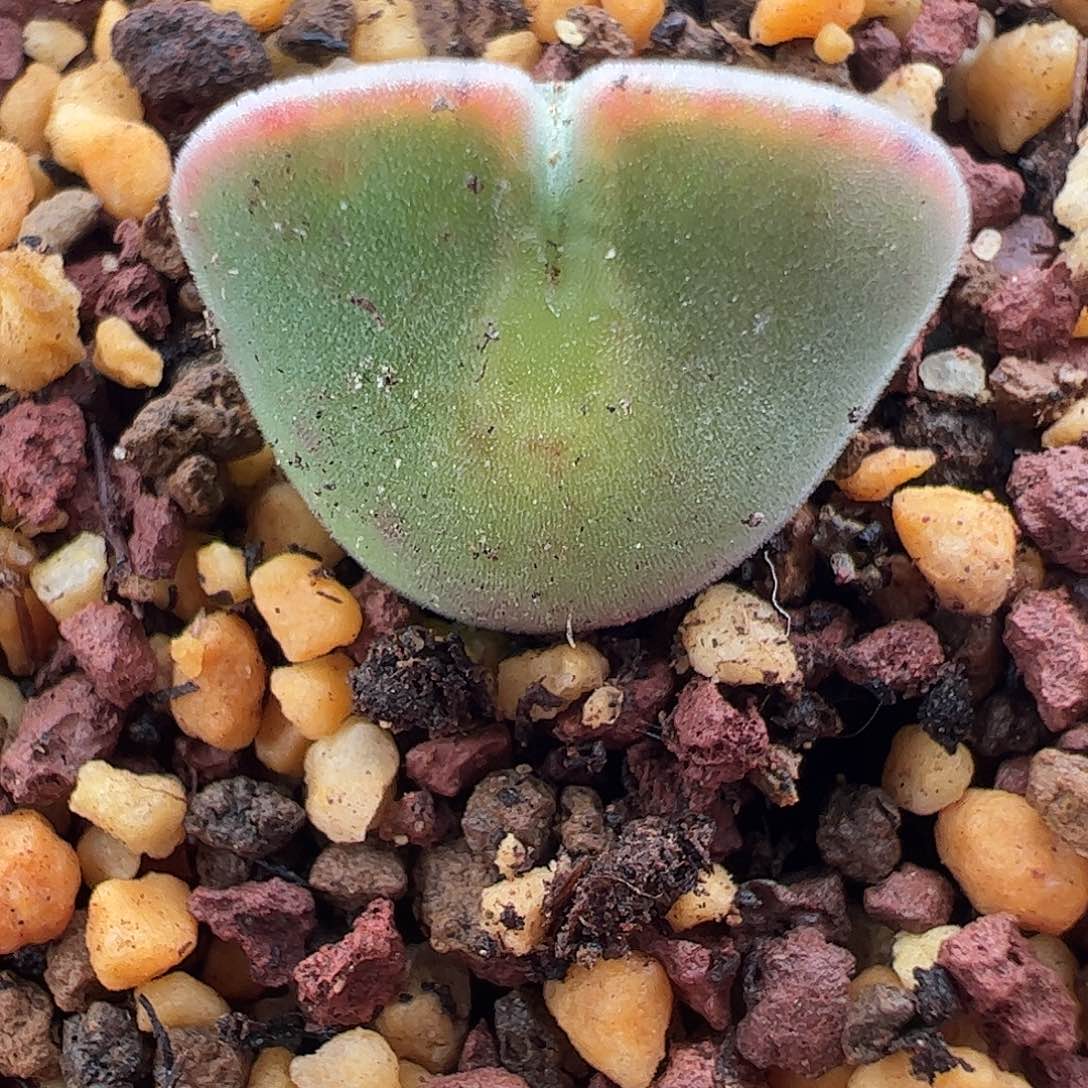 一物一拍脱土发.       504