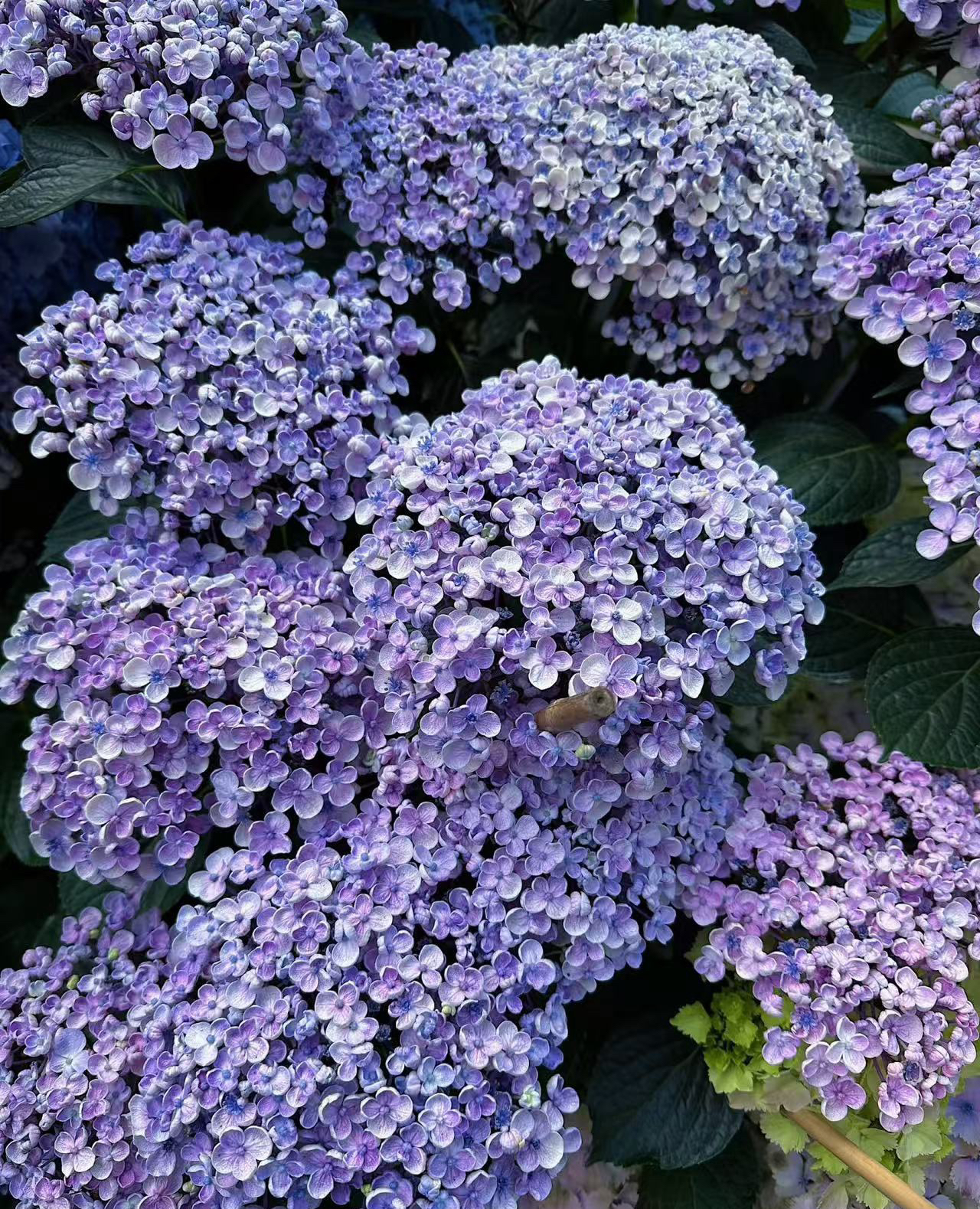 觅野花间〔艾莎〕爆米花爱沙绣球 5加仑 室内室外庭院花卉