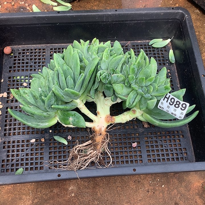 唐***啦海洋之歌缀化  全场8折 非偏远38包邮