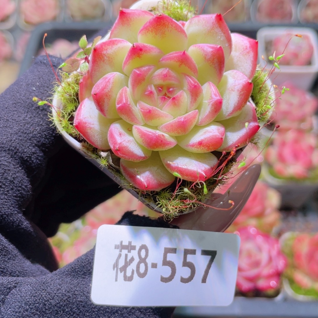 花利美8-557福利珍妮
